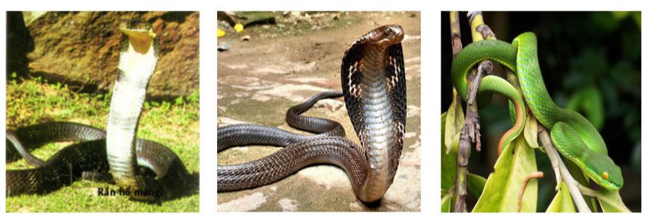 Liên tiếp nhiều ca bị rắn độc cắn, bác sĩ chỉ cách sơ cứu ban đầu 