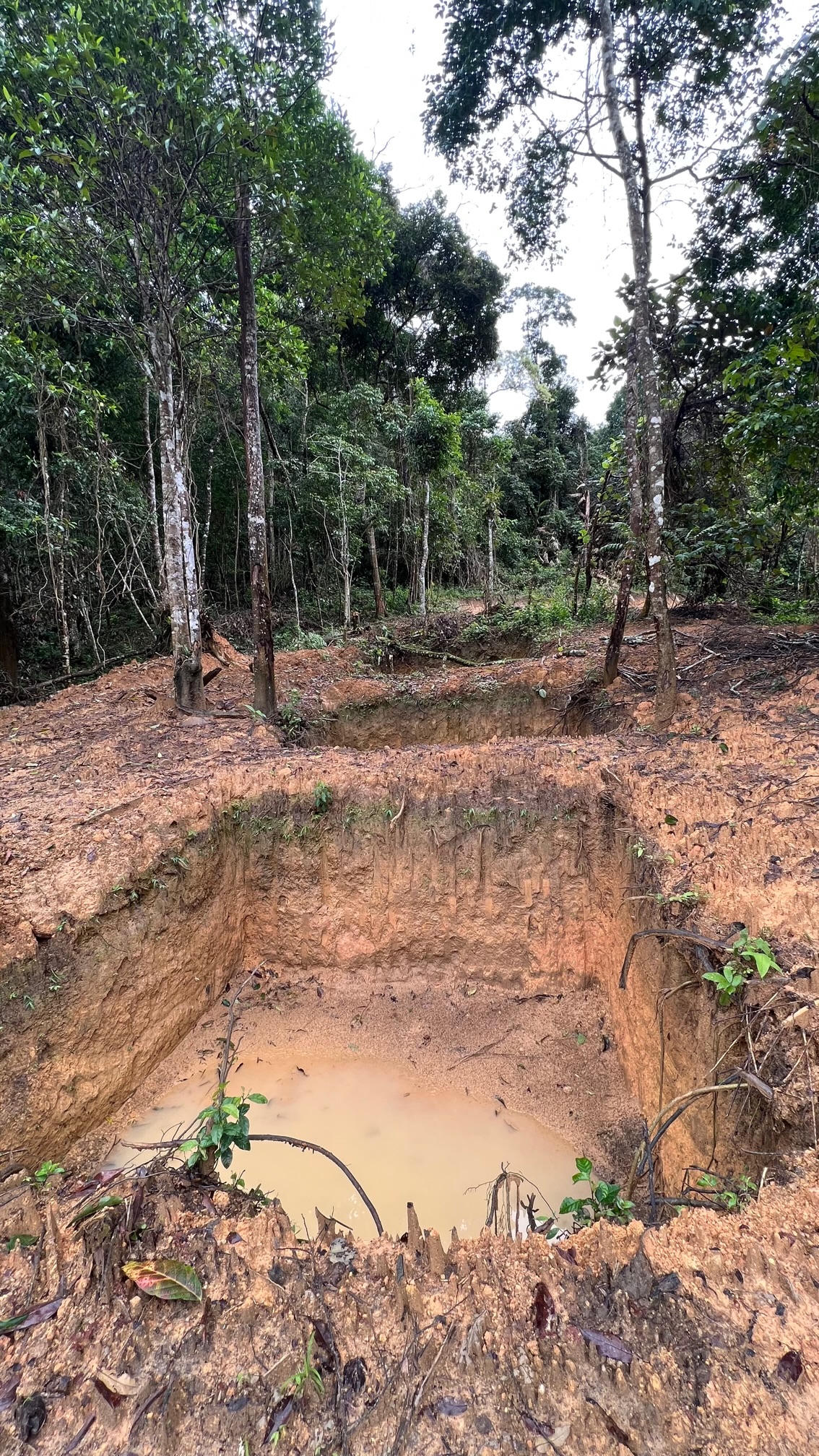 Nhiều vụ phá rừng tại lâm phần Công ty Lâm nghiệp Kon Plông 