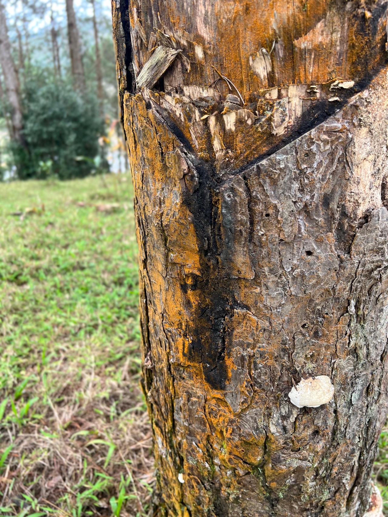 Nhiều vụ phá rừng tại lâm phần Công ty Lâm nghiệp Kon Plông 