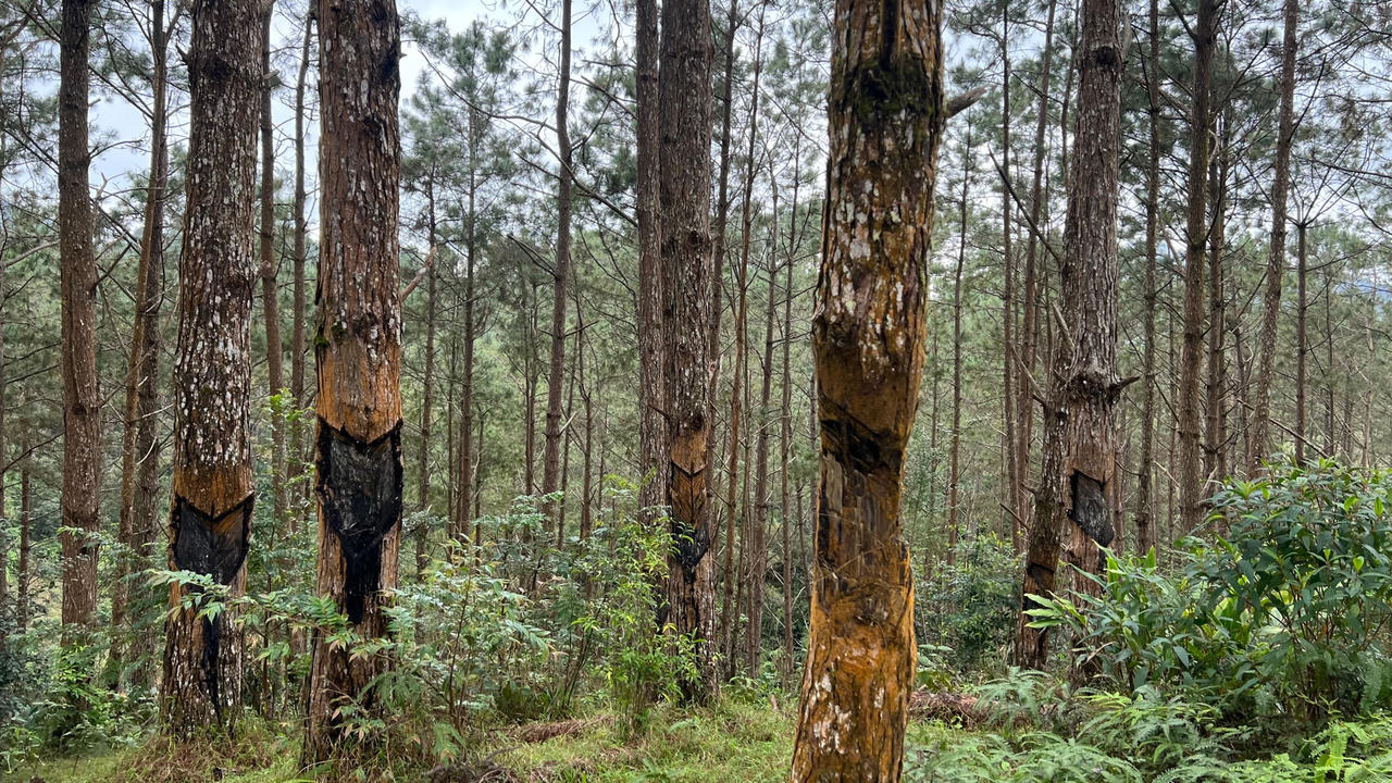 Nhiều vụ phá rừng tại lâm phần Công ty Lâm nghiệp Kon Plông 