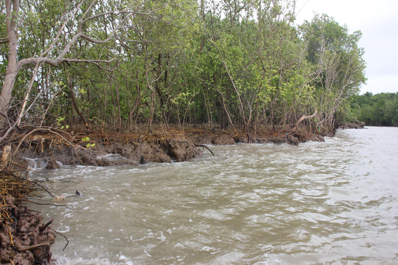 Phòng, chống sạt lở bờ biển tại Cà Mau: Nghiên cứu việc mời doanh nghiệp cùng tham gia
