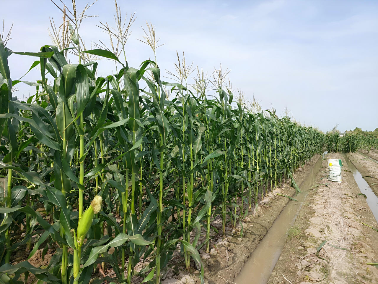 Nông dân Bạc Liêu được mùa bắp