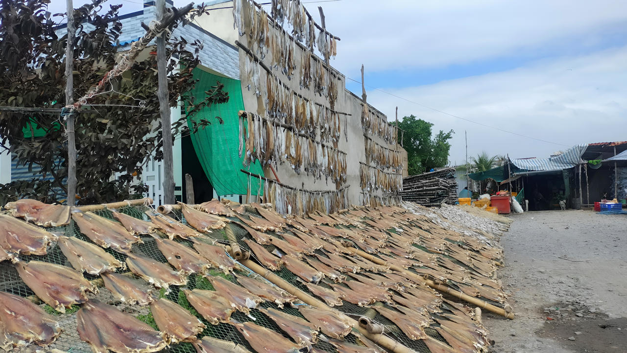 Làng cá khô Gành Hào vào vụ Tết 
