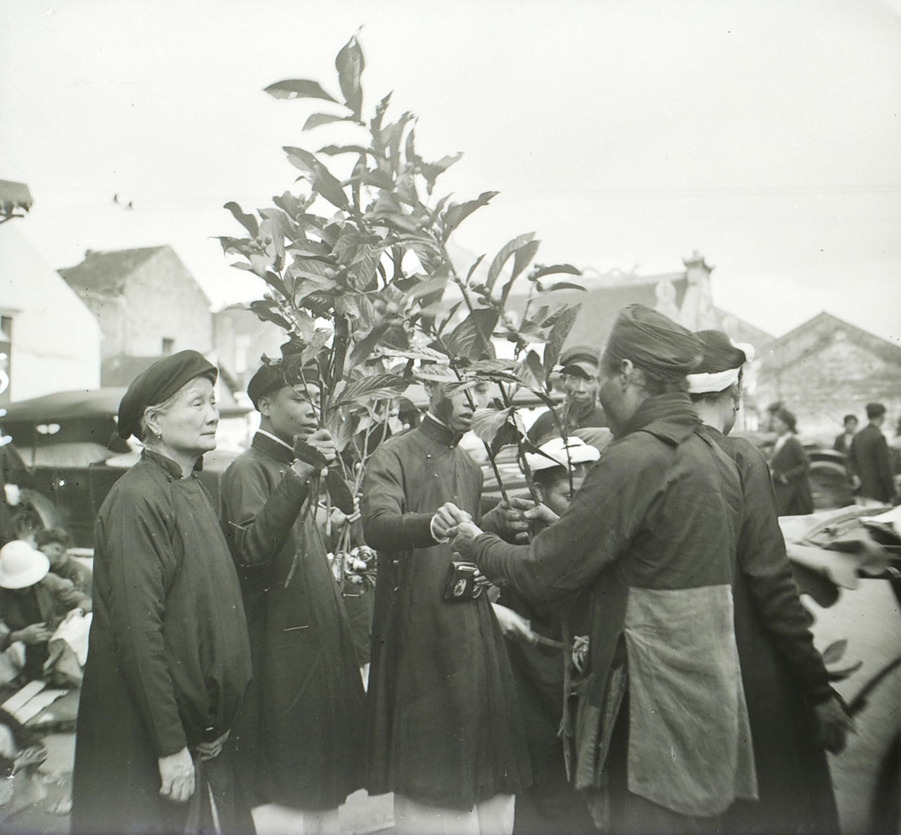 Hải đường... chơi Tết!