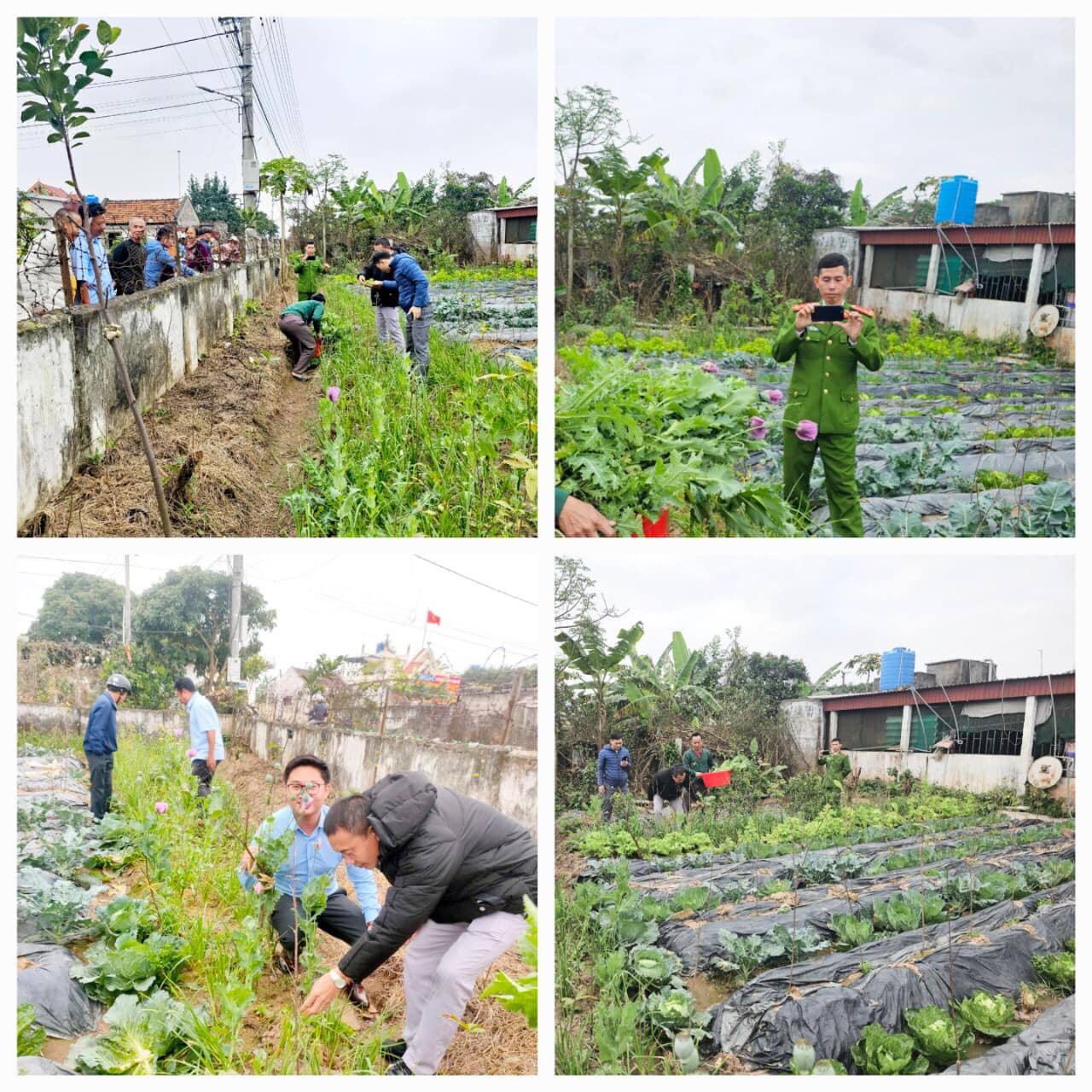 Ngăn chặn kịp thời tình trạng trồng cây thuốc phiện