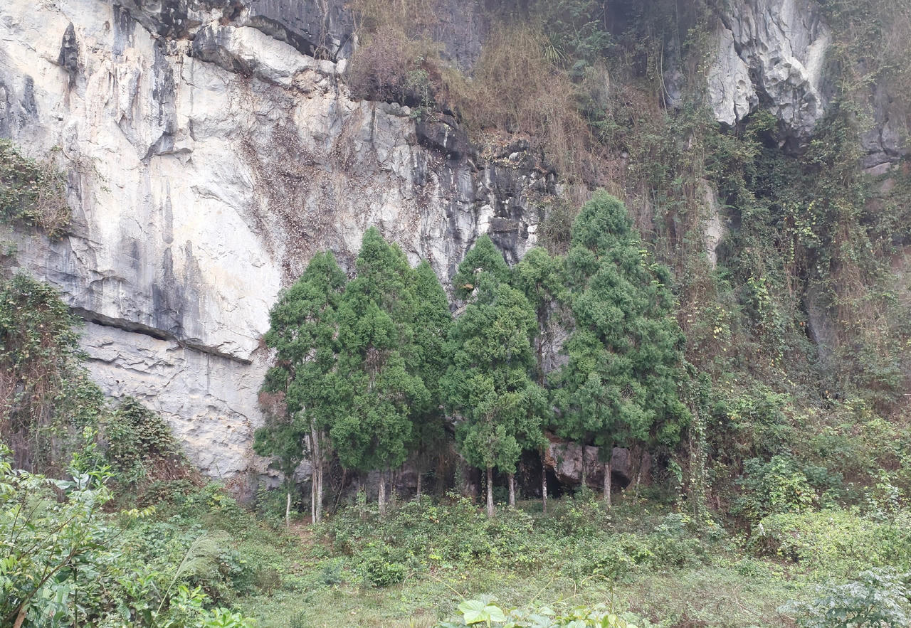Hoàng đàn tuyết Lạng Sơn: Hồi sinh từ bờ vực tuyệt chủng