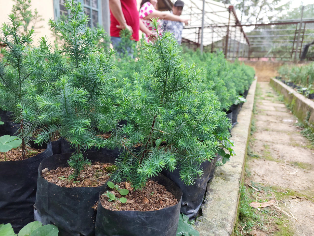 Hoàng đàn tuyết Lạng Sơn: Hồi sinh từ bờ vực tuyệt chủng