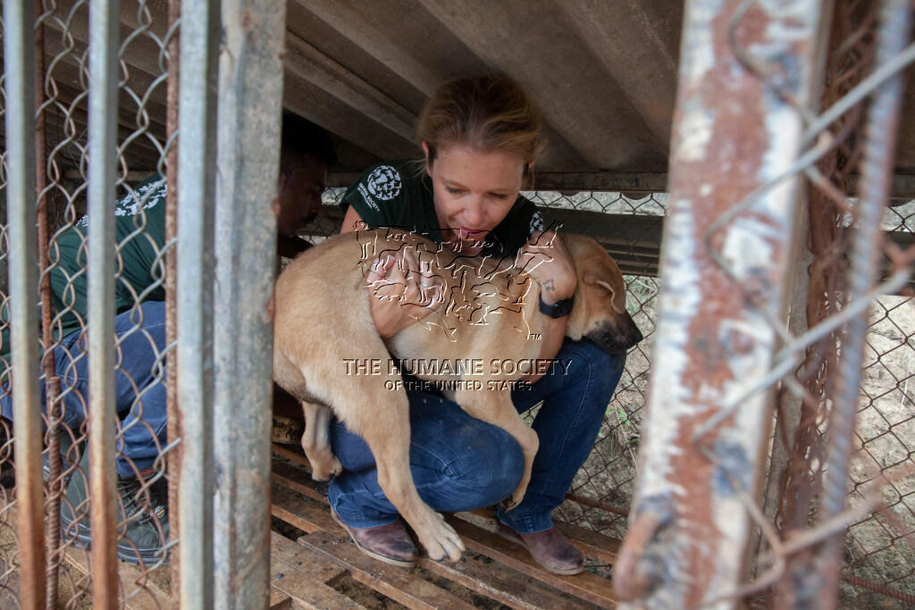 Cần nhiều giải pháp để phòng, chống bệnh dại
