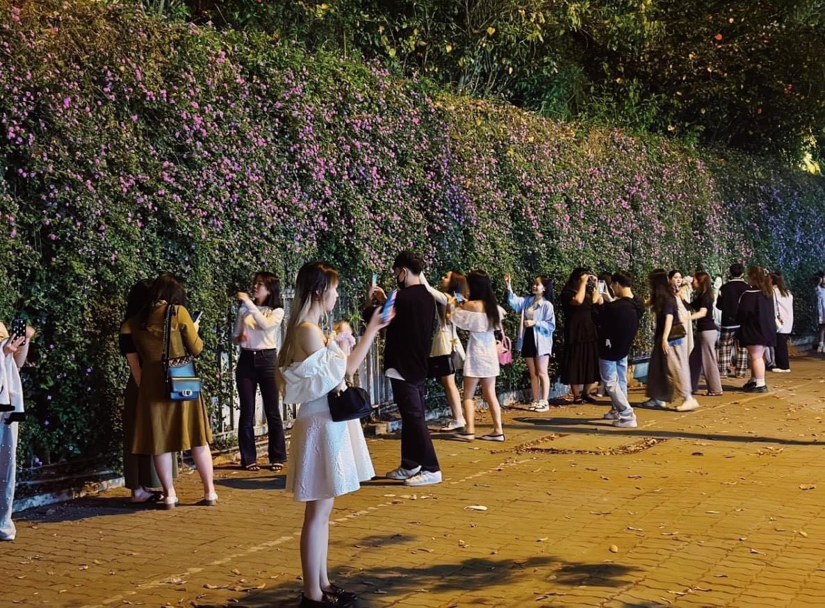 Giới trẻ 'vỡ mộng' đường hoa tím hot nhất mạng xã hội