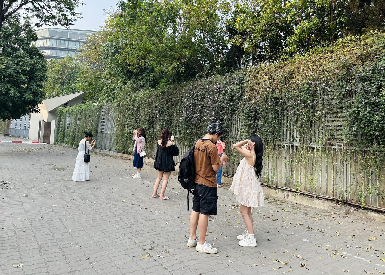 Giới trẻ 'vỡ mộng' đường hoa tím hot nhất mạng xã hội