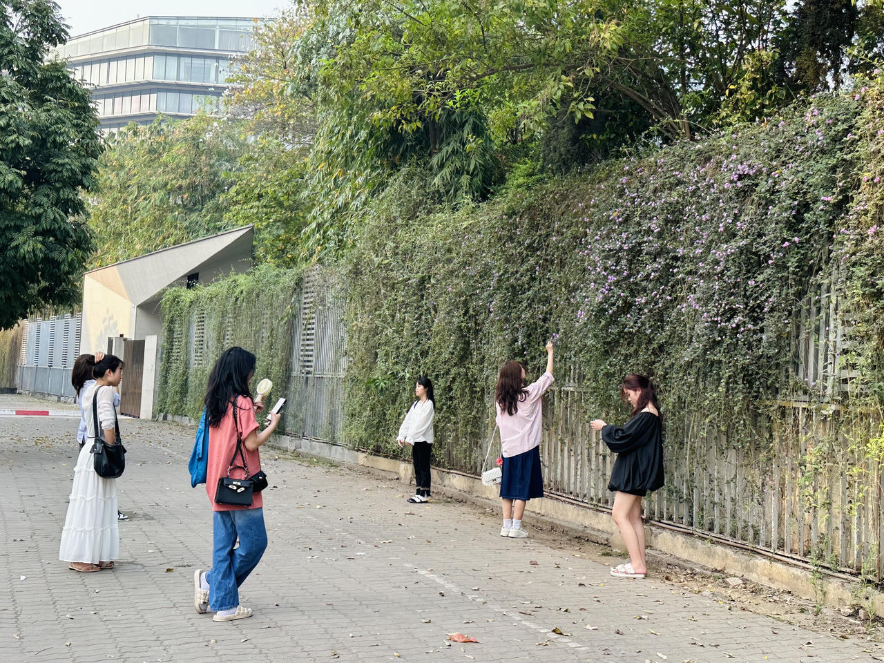 Giới trẻ 'vỡ mộng' đường hoa tím hot nhất mạng xã hội