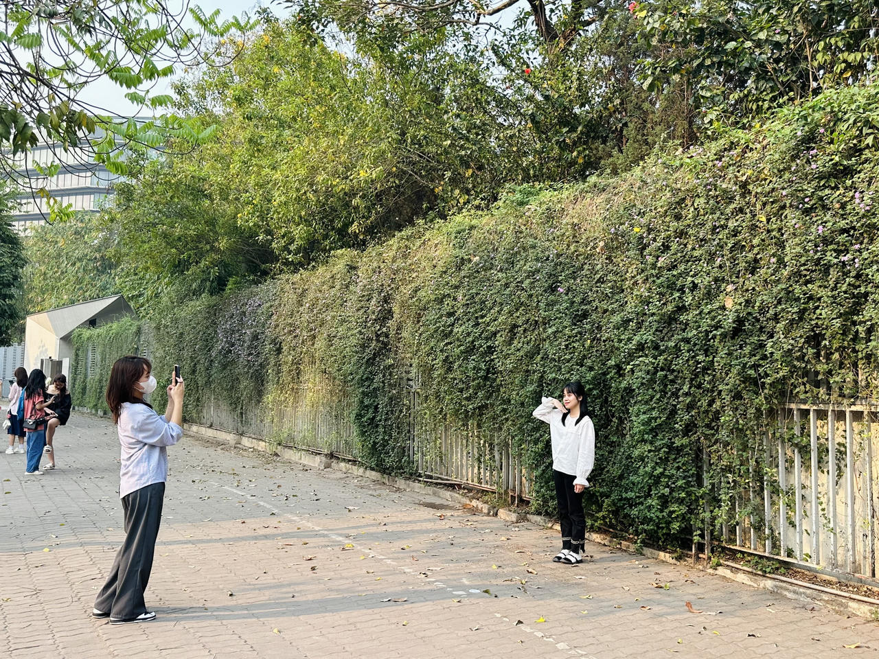 Giới trẻ 'vỡ mộng' đường hoa tím hot nhất mạng xã hội