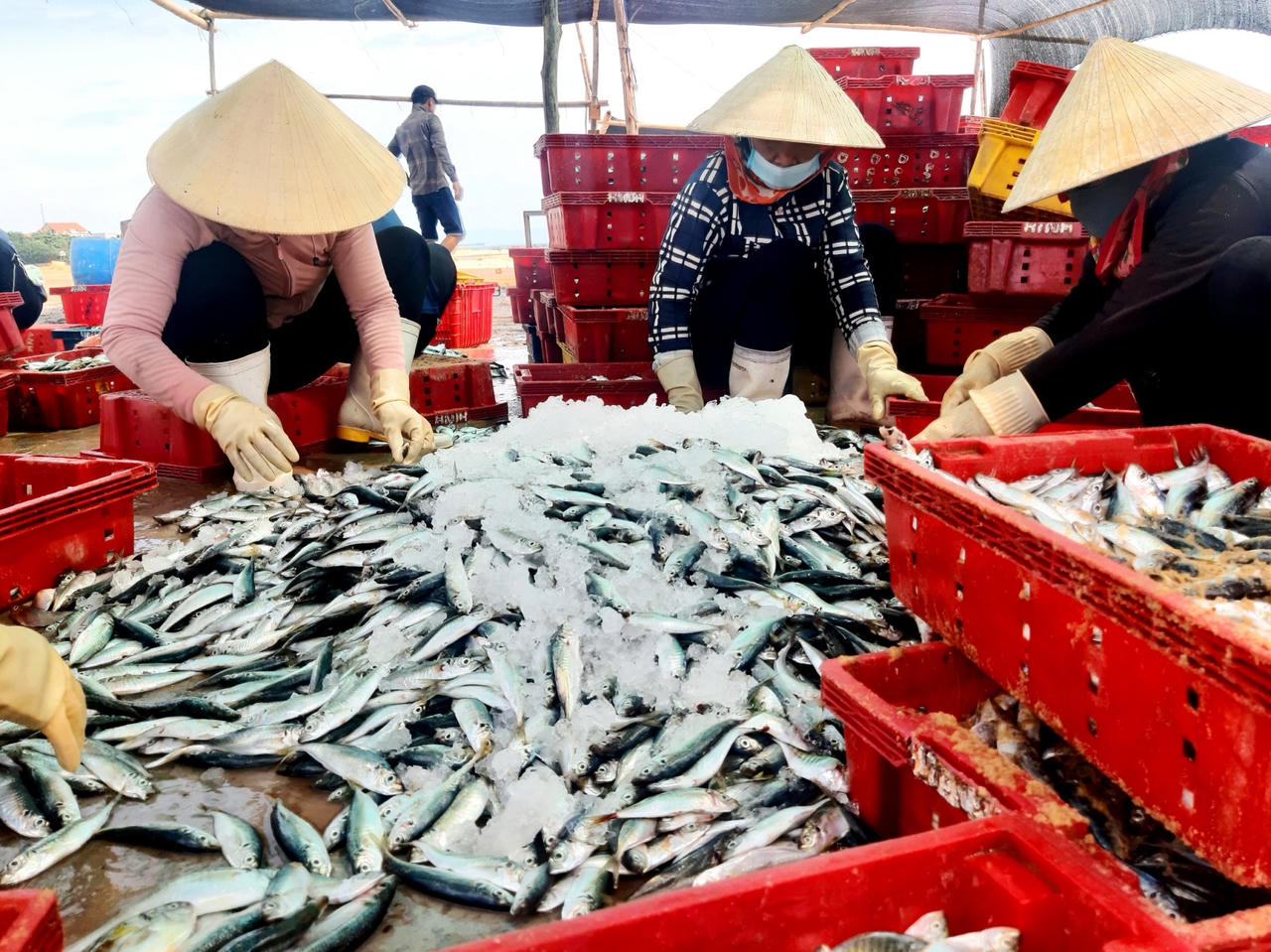 Niềm vui ngư dân được mùa