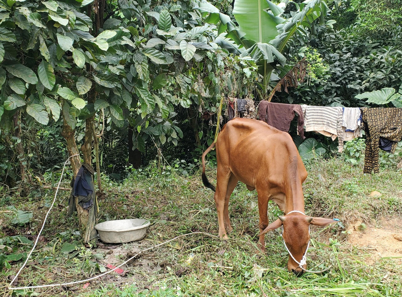 Một số hộ nghèo tại Quảng Trị được cấp bò giống gầy yếu, kén ăn: UBND huyện Hướng Hóa yêu cầu kiểm tra, rà soát 