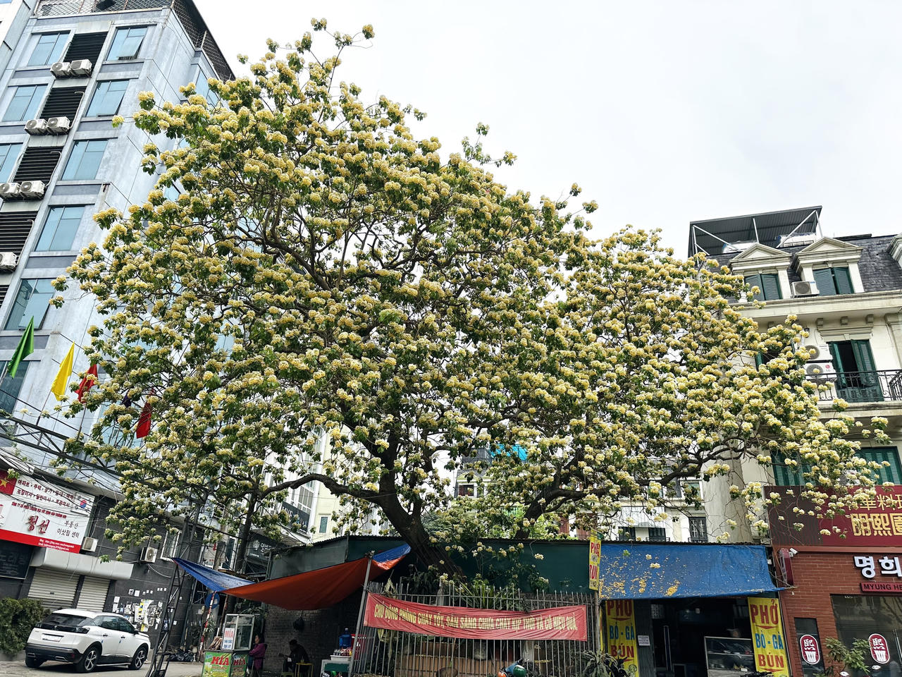 Loài cây được coi là 'báu vật’ khoe sắc vàng giữa lòng Hà Nội 