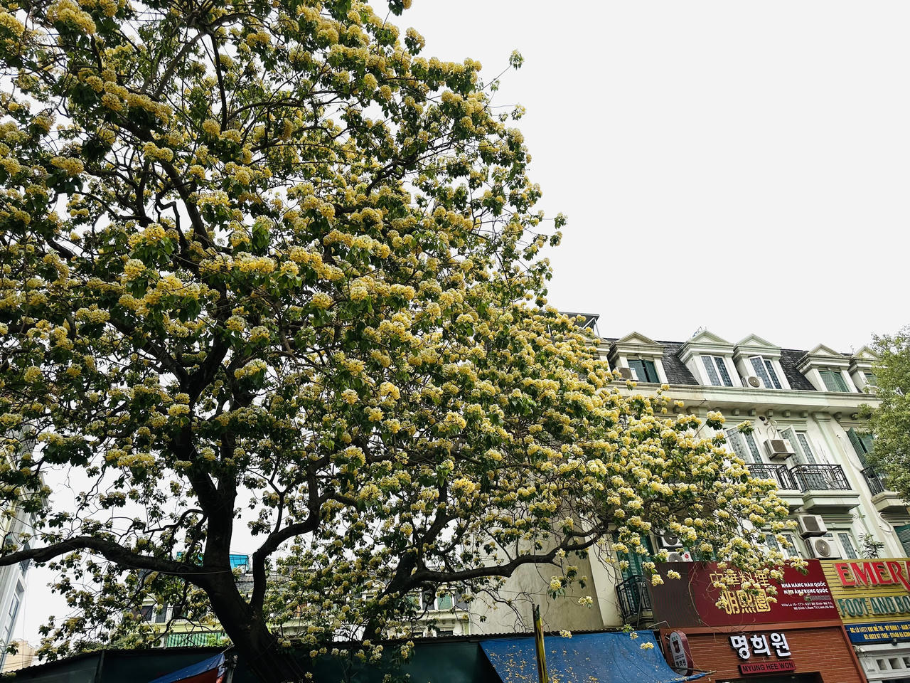 Loài cây được coi là 'báu vật’ khoe sắc vàng giữa lòng Hà Nội 