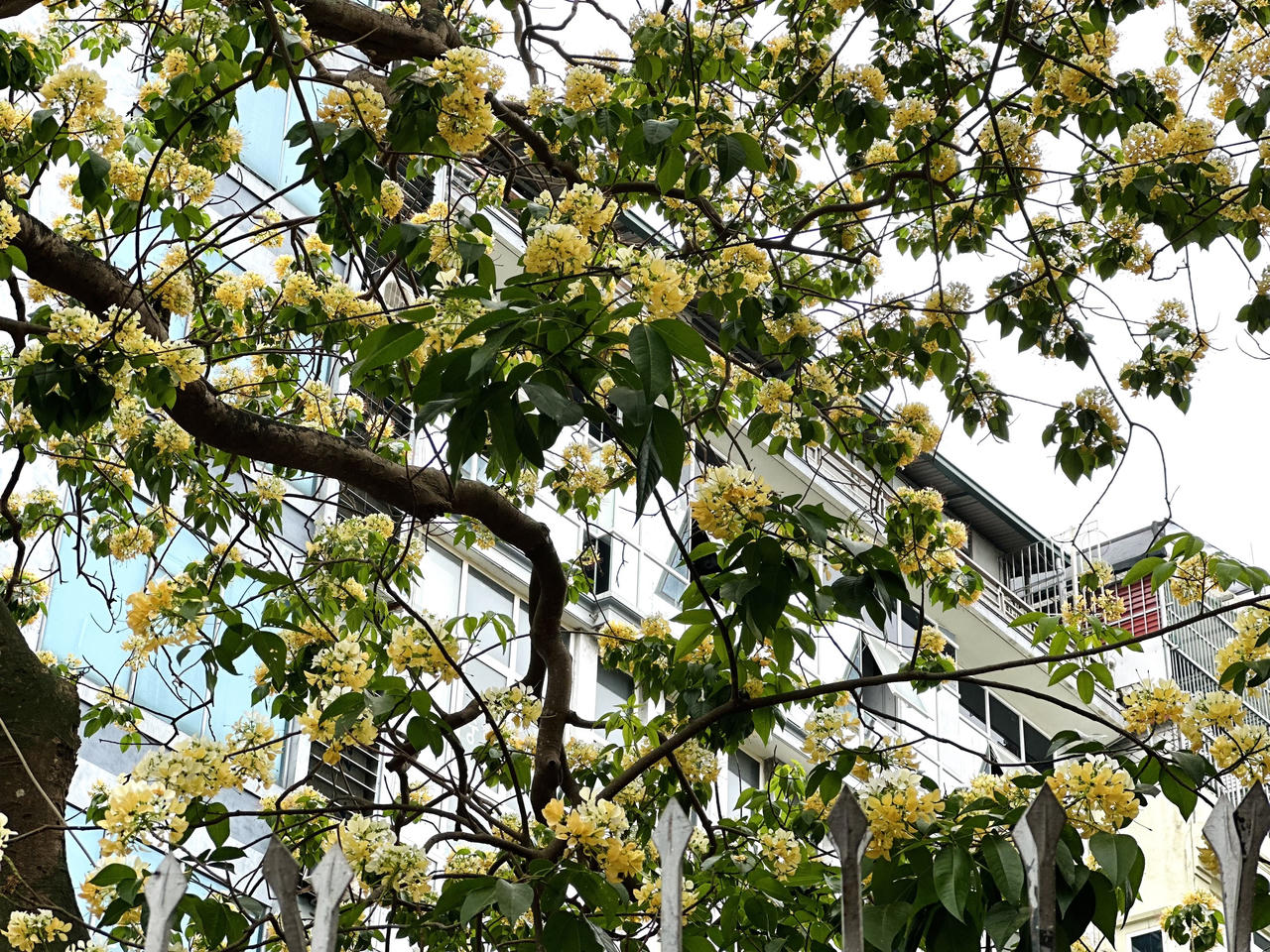 Loài cây được coi là 'báu vật’ khoe sắc vàng giữa lòng Hà Nội 