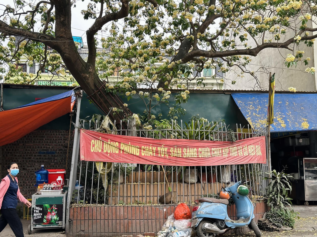 Loài cây được coi là 'báu vật’ khoe sắc vàng giữa lòng Hà Nội 