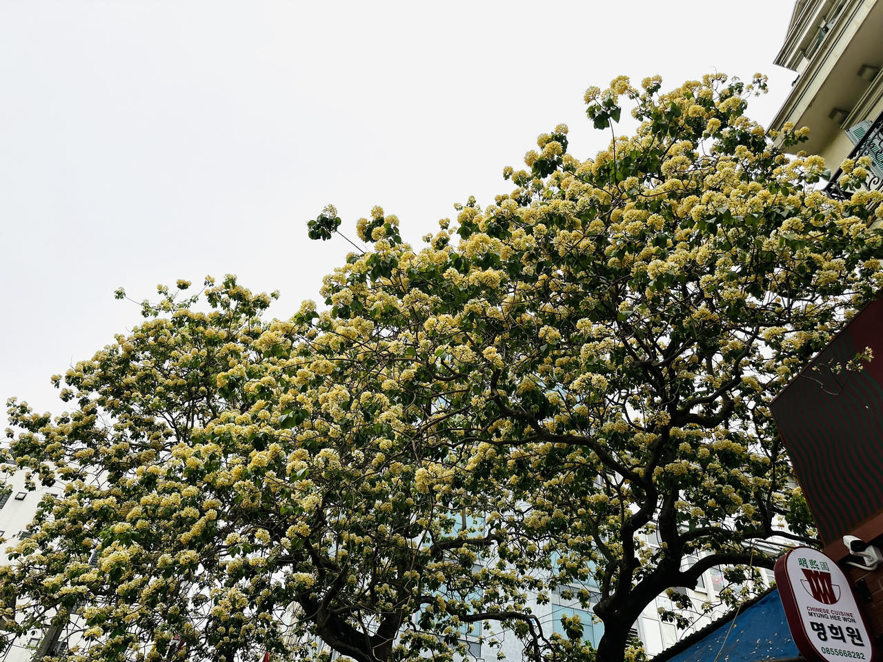 Loài cây được coi là 'báu vật’ khoe sắc vàng giữa lòng Hà Nội 