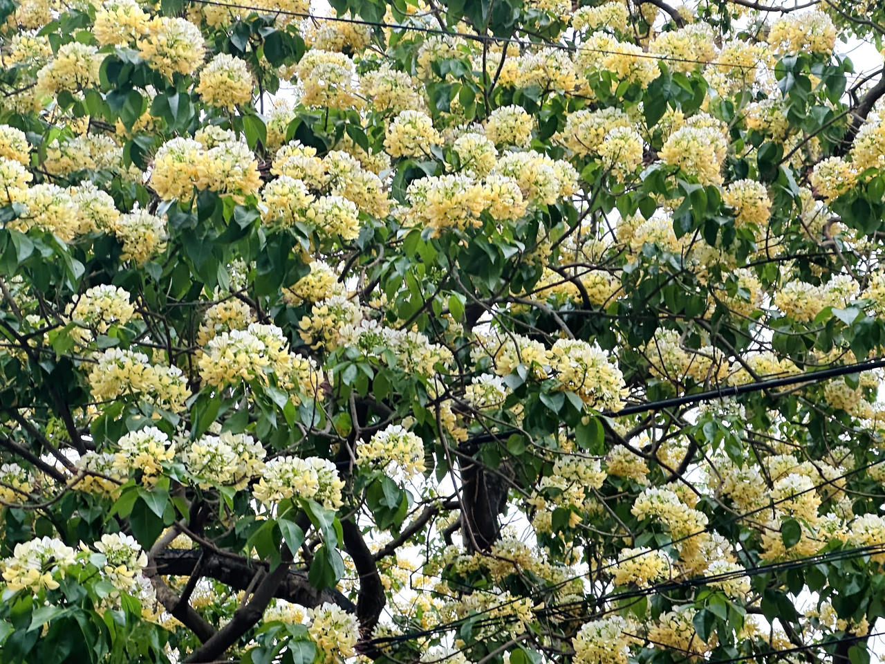 Loài cây được coi là 'báu vật’ khoe sắc vàng giữa lòng Hà Nội 