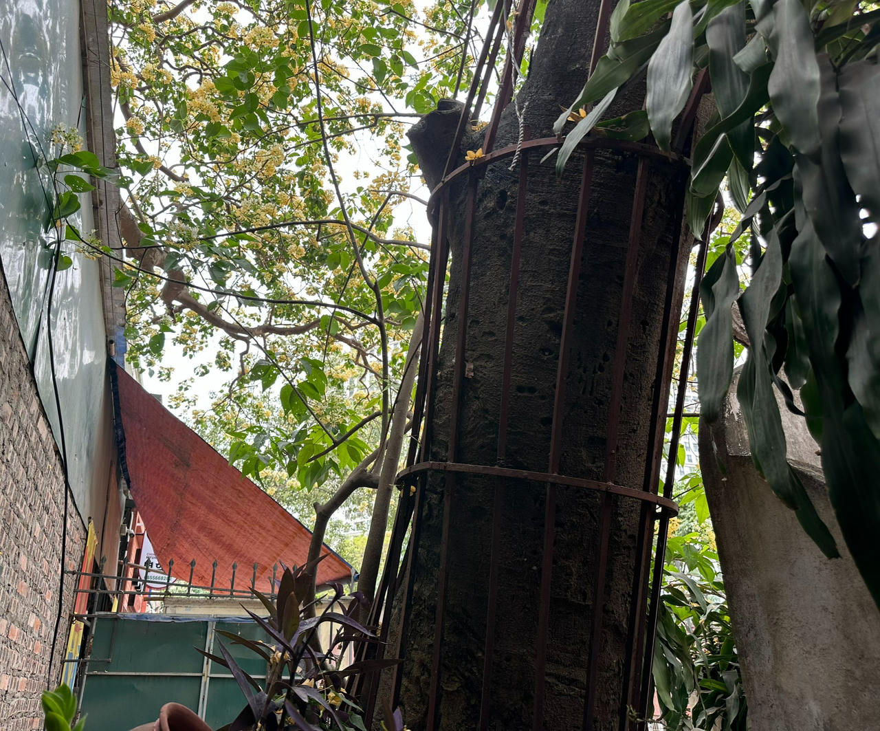 Loài cây được coi là 'báu vật’ khoe sắc vàng giữa lòng Hà Nội 