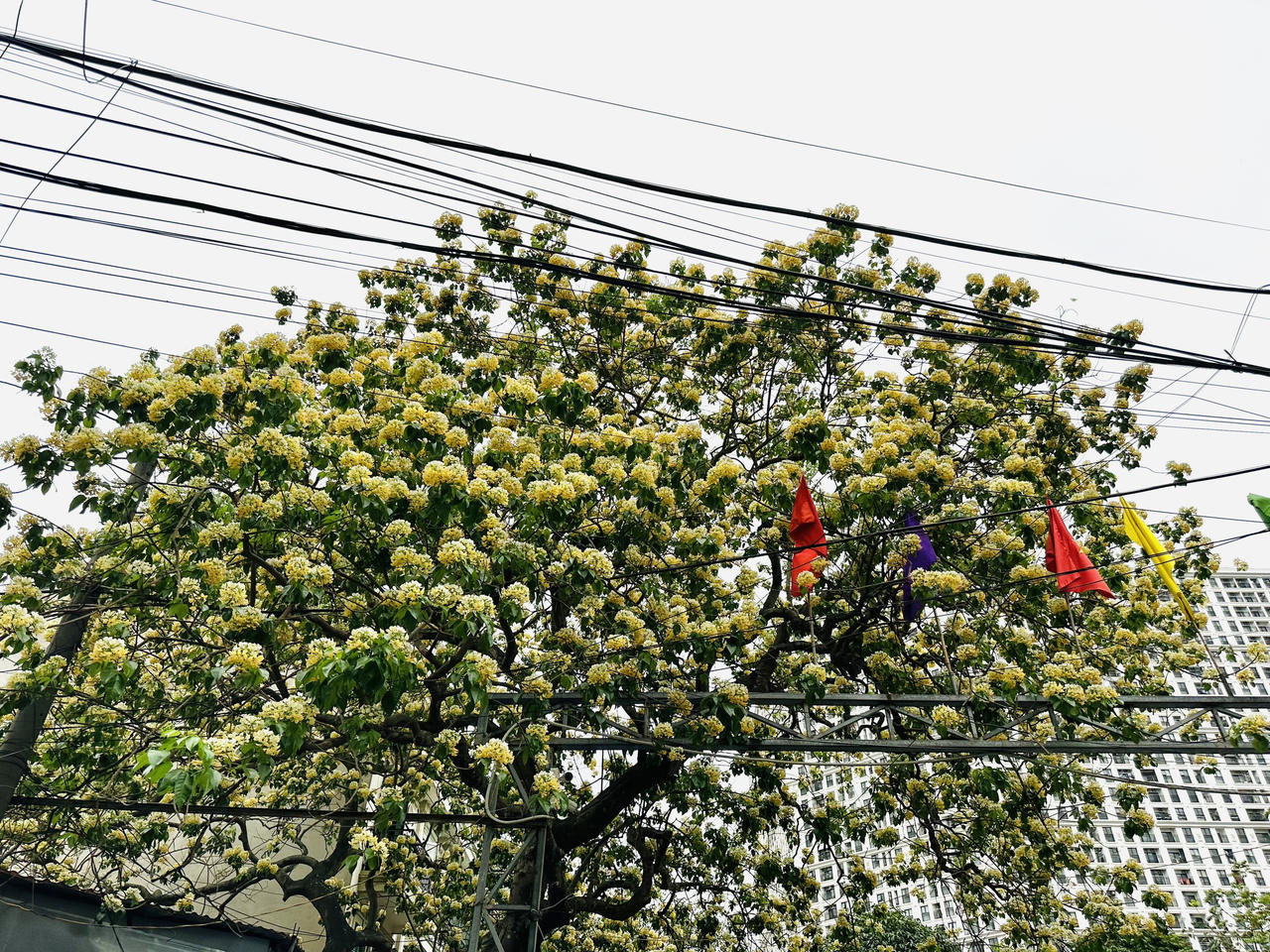 Loài cây được coi là 'báu vật’ khoe sắc vàng giữa lòng Hà Nội 