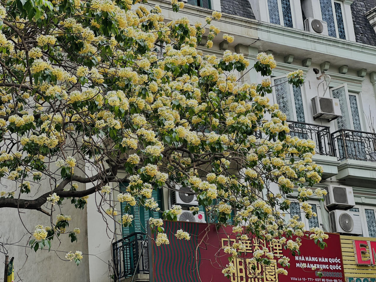 Loài cây được coi là 'báu vật’ khoe sắc vàng giữa lòng Hà Nội 