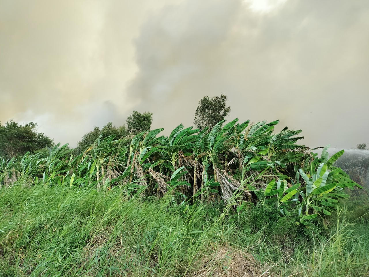 Cháy hàng chục ha rừng tràm tại Cà Mau