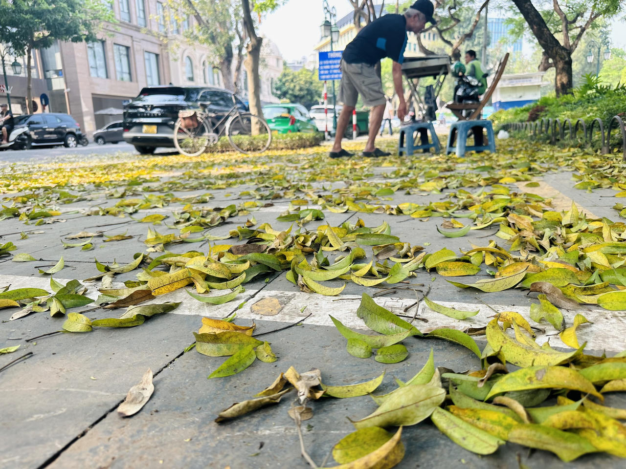 Hà Nội đẹp nao lòng mùa sấu trút lá