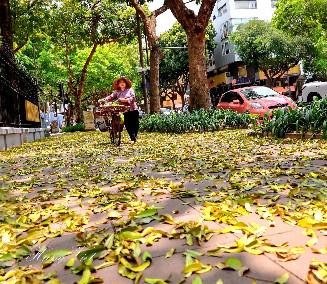 Hà Nội đẹp nao lòng mùa sấu trút lá