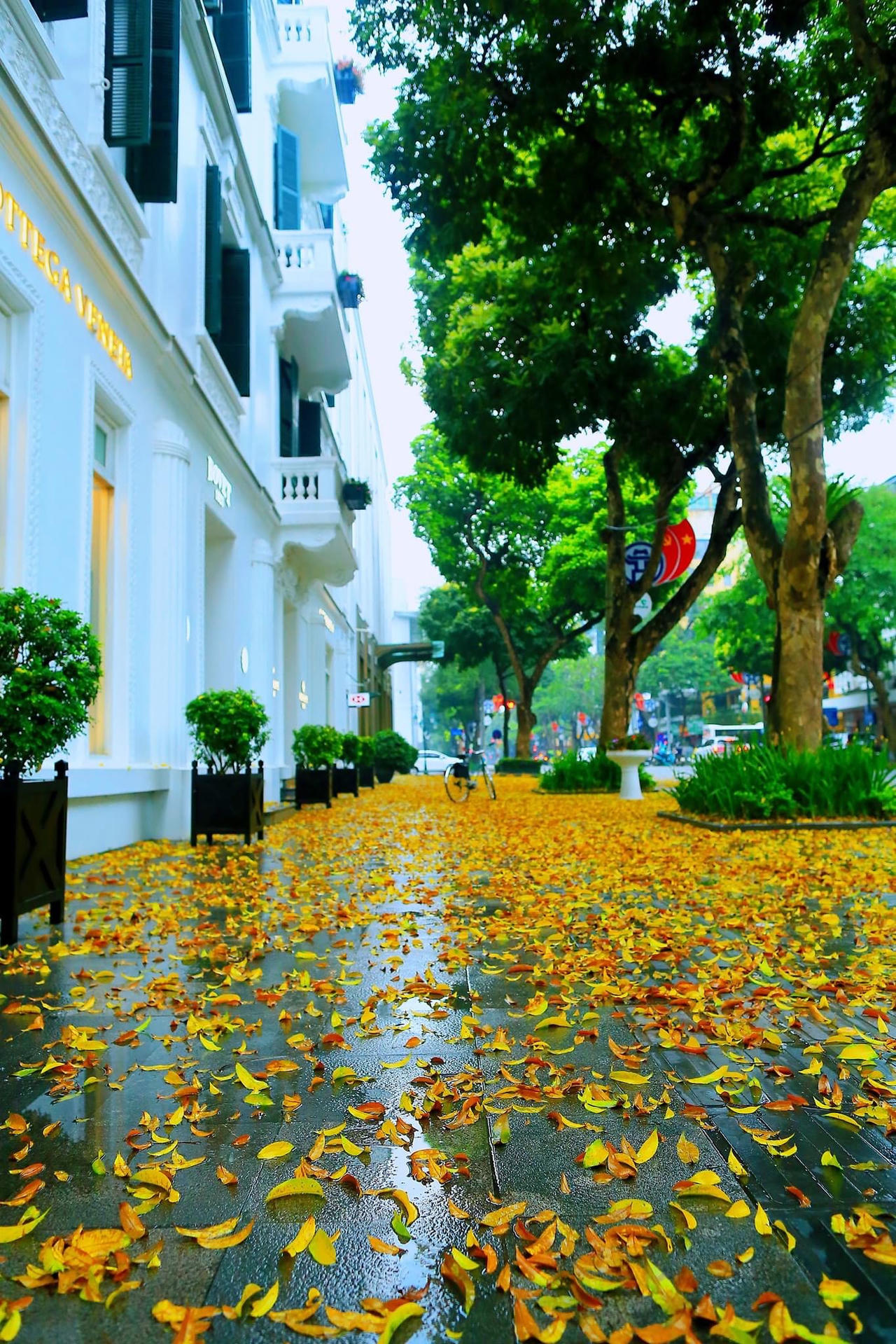 Hà Nội đẹp nao lòng mùa sấu trút lá