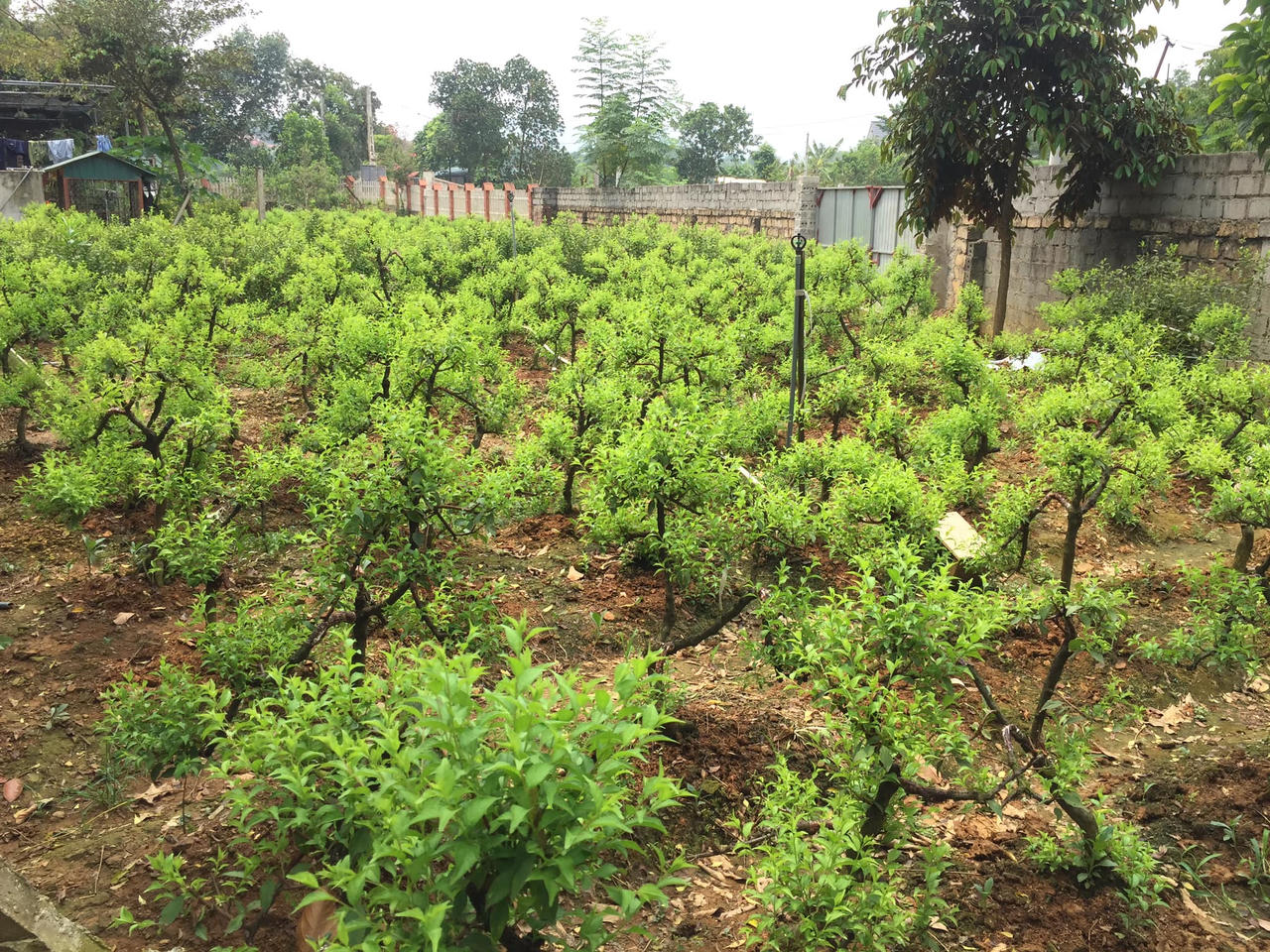 Chuyện ở nơi trồng 'nhất chi mai' lớn nhất Hà thành