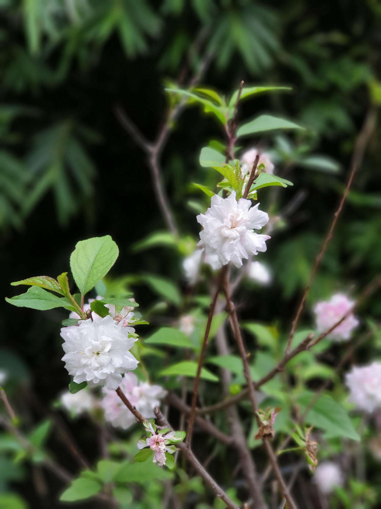 Chuyện ở nơi trồng 'nhất chi mai' lớn nhất Hà thành