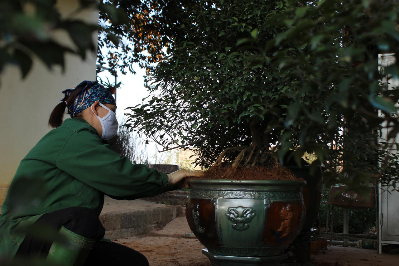 Chuyện ở nơi trồng 'nhất chi mai' lớn nhất Hà thành