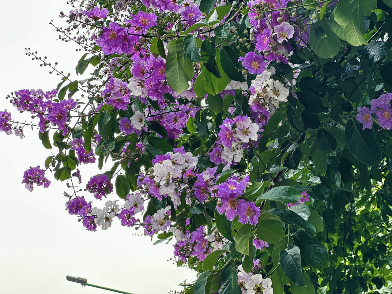 "Thành phố mùa hoa' dịu dàng trong sắc tím bằng lăng