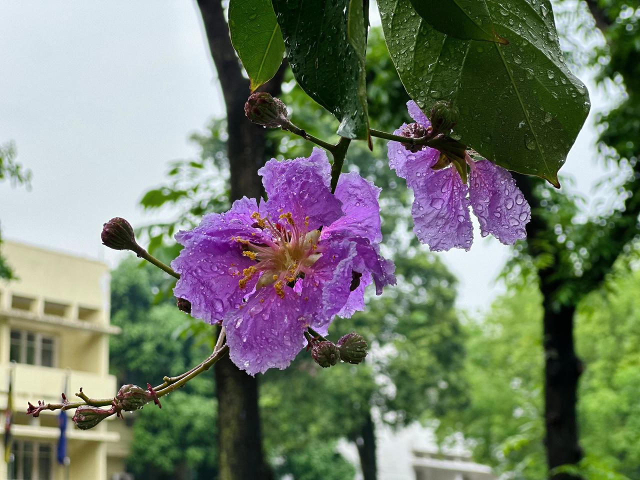 "Thành phố mùa hoa' dịu dàng trong sắc tím bằng lăng