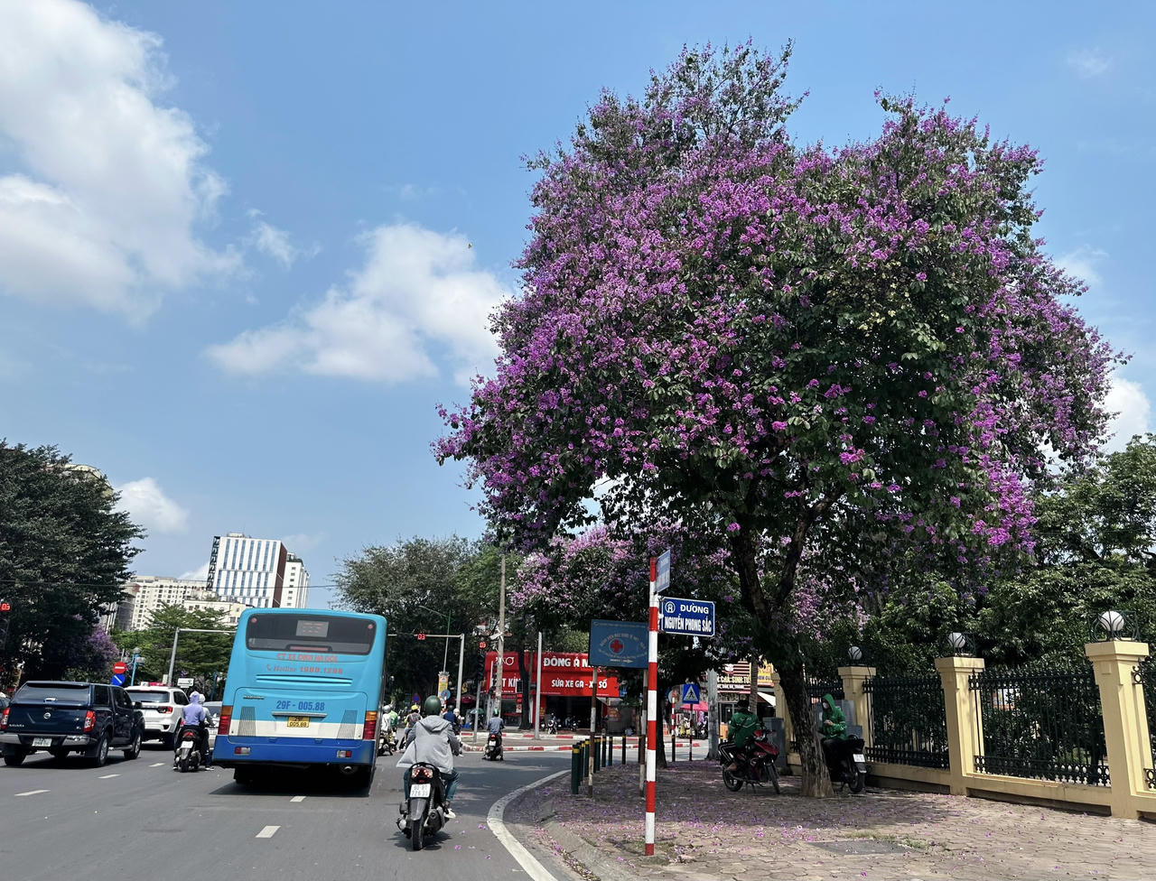 "Thành phố mùa hoa' dịu dàng trong sắc tím bằng lăng