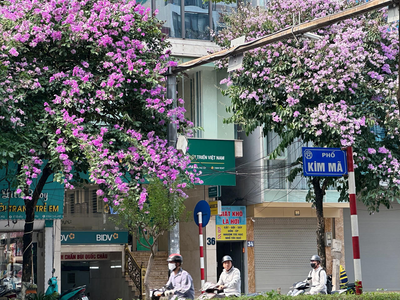 "Thành phố mùa hoa' dịu dàng trong sắc tím bằng lăng