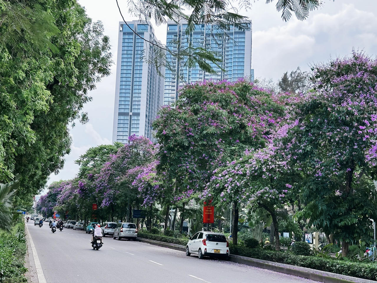 "Thành phố mùa hoa' dịu dàng trong sắc tím bằng lăng