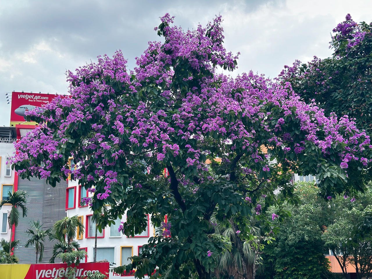 "Thành phố mùa hoa' dịu dàng trong sắc tím bằng lăng