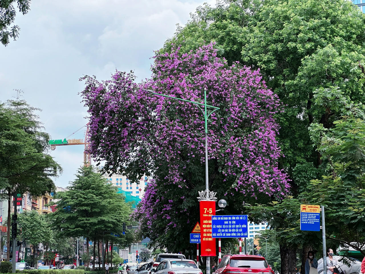 "Thành phố mùa hoa' dịu dàng trong sắc tím bằng lăng