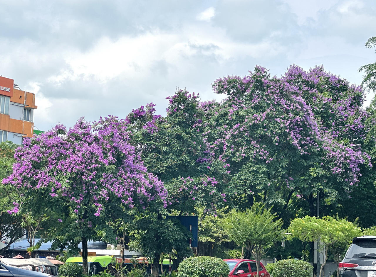 "Thành phố mùa hoa' dịu dàng trong sắc tím bằng lăng