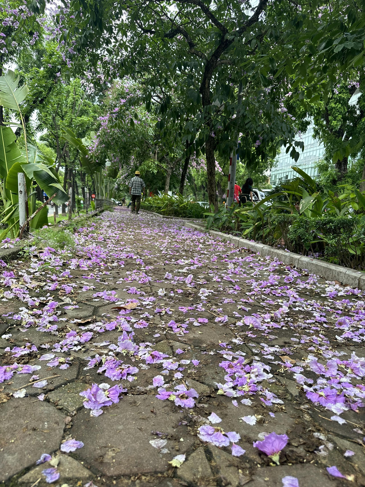 "Thành phố mùa hoa' dịu dàng trong sắc tím bằng lăng