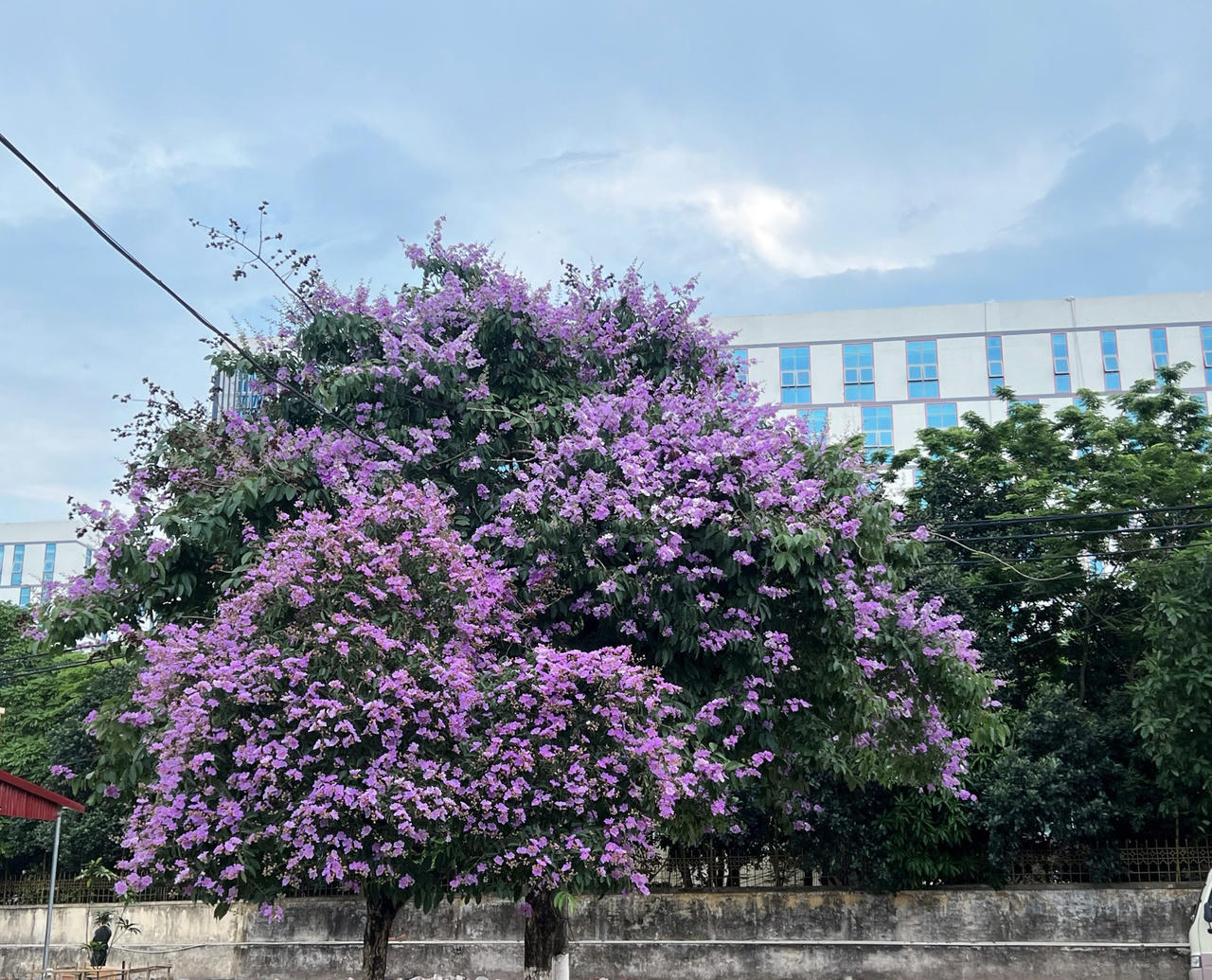 "Thành phố mùa hoa' dịu dàng trong sắc tím bằng lăng