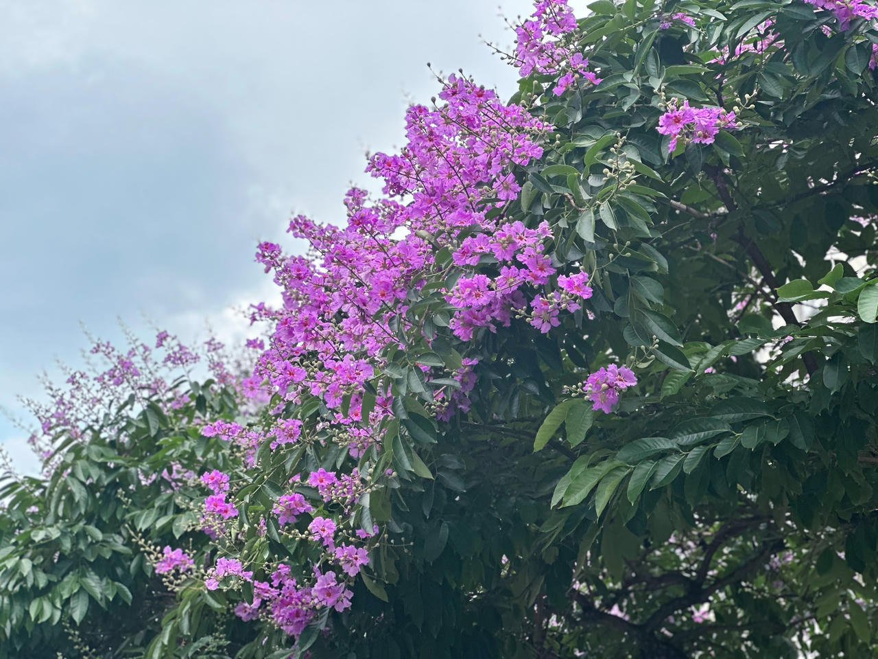 "Thành phố mùa hoa' dịu dàng trong sắc tím bằng lăng