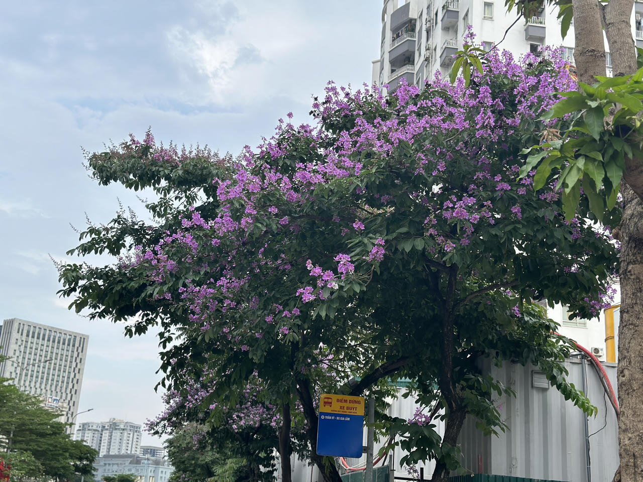 "Thành phố mùa hoa' dịu dàng trong sắc tím bằng lăng