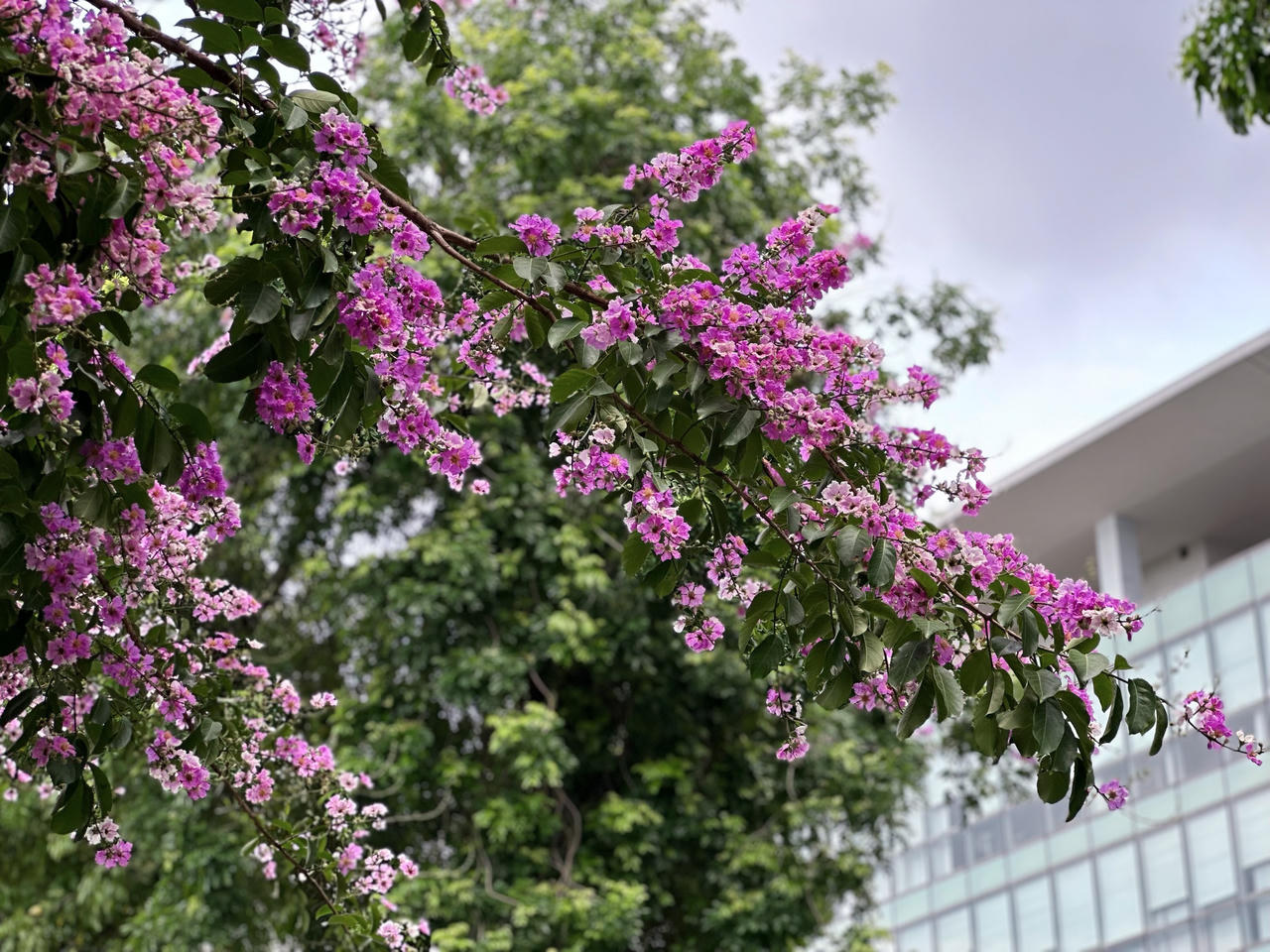 "Thành phố mùa hoa' dịu dàng trong sắc tím bằng lăng