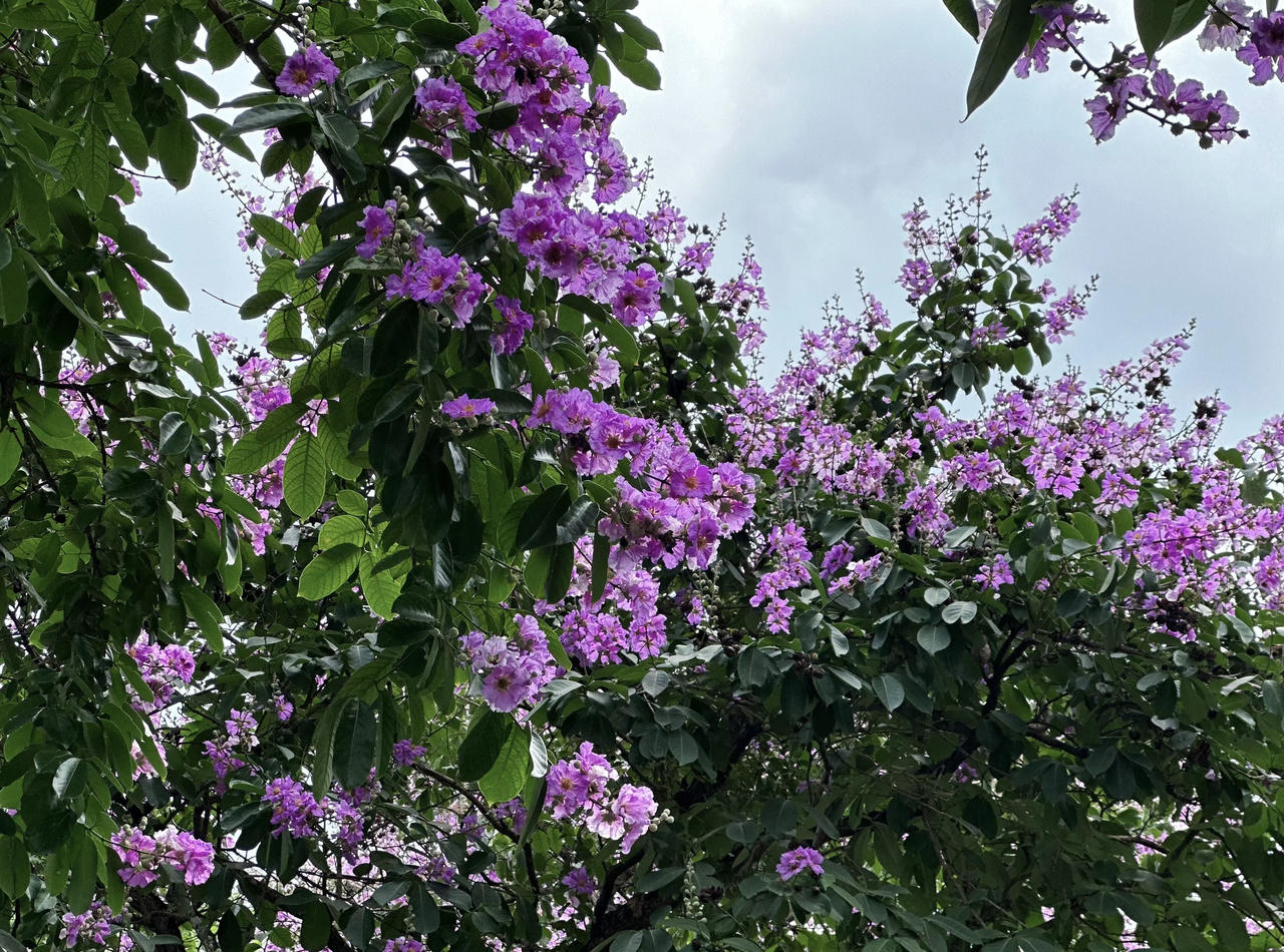 "Thành phố mùa hoa' dịu dàng trong sắc tím bằng lăng