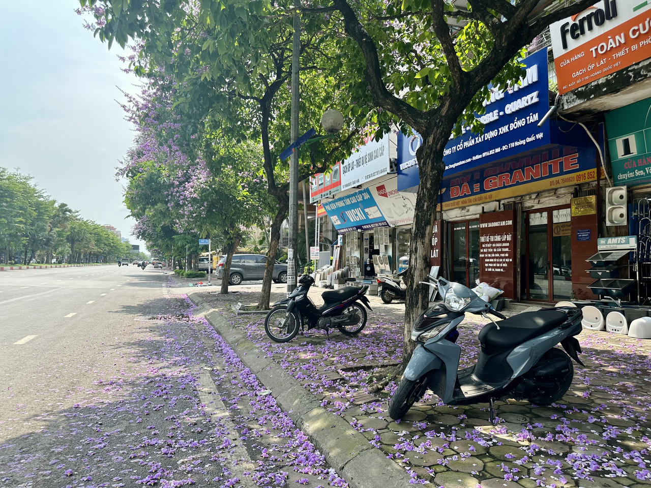 "Thành phố mùa hoa' dịu dàng trong sắc tím bằng lăng