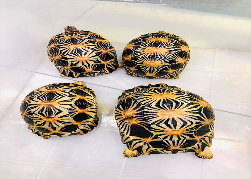 Vướng lao lý vì... sở thích 'bình thường'